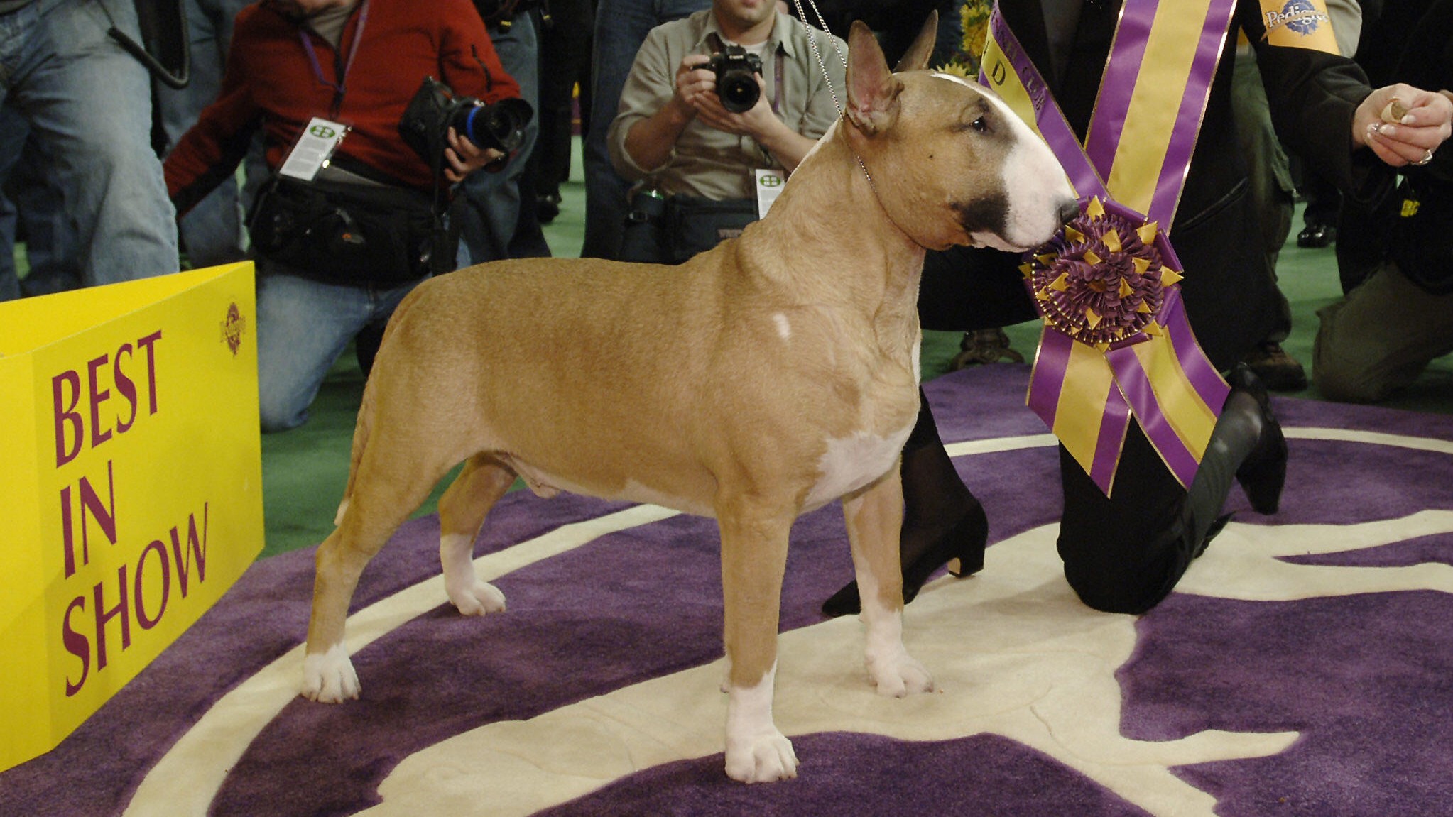Westminster Dog Show schedule 2021 Dates, times, TV channels, live