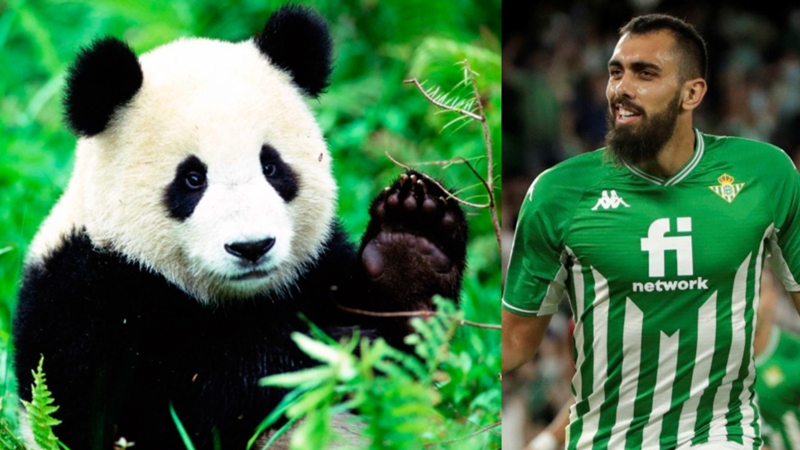 ¿Por qué llaman ‘El Panda’ a Borja Iglesias? | DAZN News ES
