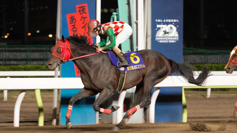 【東京スプリント（JpnⅢ）特集】中央勢を迎え撃つNAR年度代表馬サブノジュニア。ホーム大井の絶好舞台、人馬一体で復活を期す