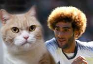 Cat Fellaini