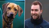 Ridgeback, Christian Eriksen