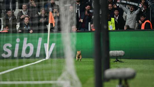 Champions League Besiktas Charged Over Man Of The Match Performance From Pitch Invading Cat Goal Com