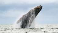 Whale