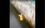 Screenshot Twitter Video Fisch Stadion