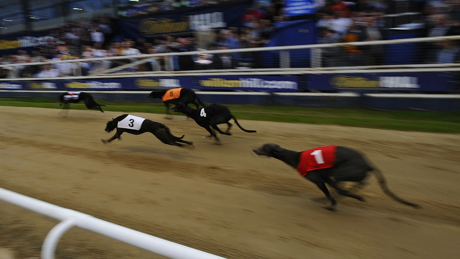 Five greyhound trainers banned for life amid livebaiting scandal