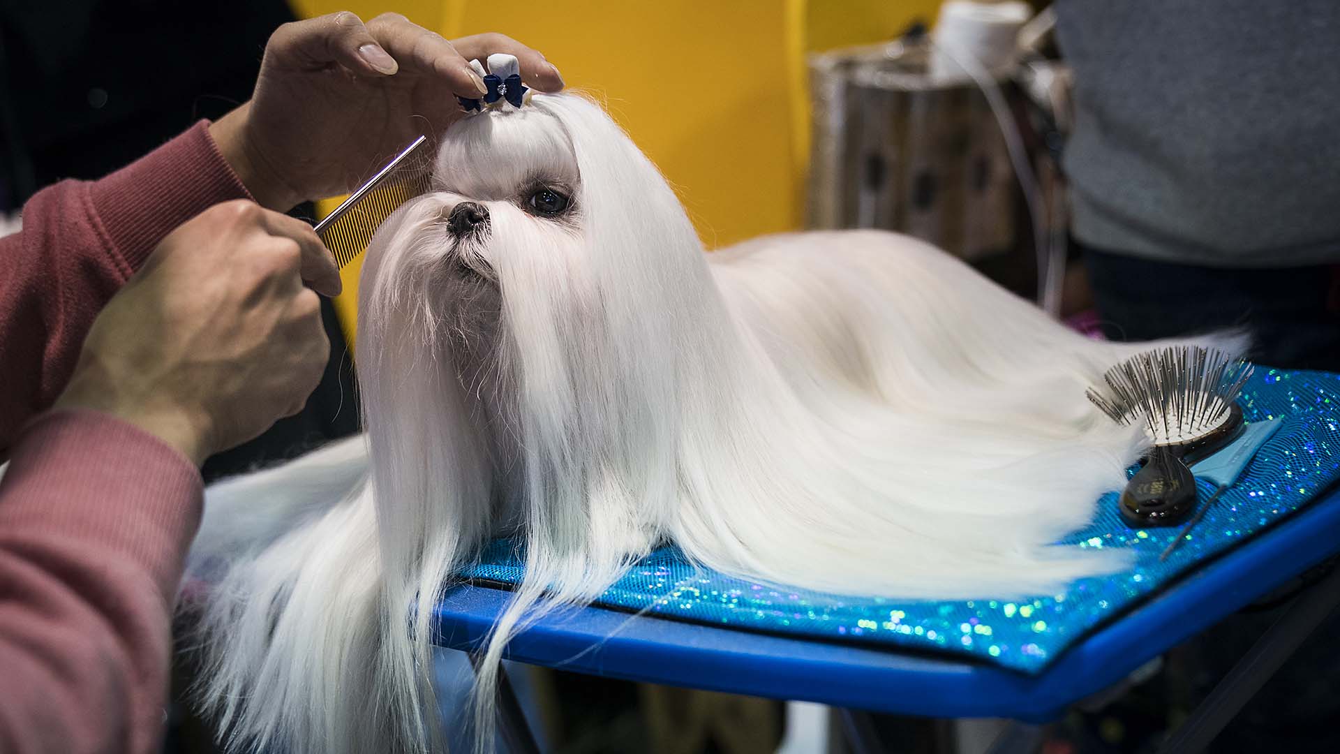 westminster dog show 2018