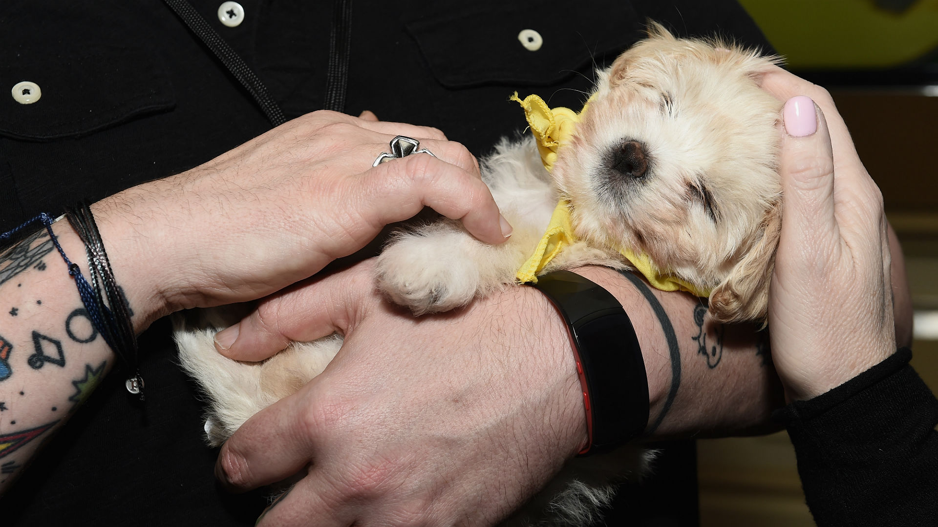 puppy bowl 2019 dogs