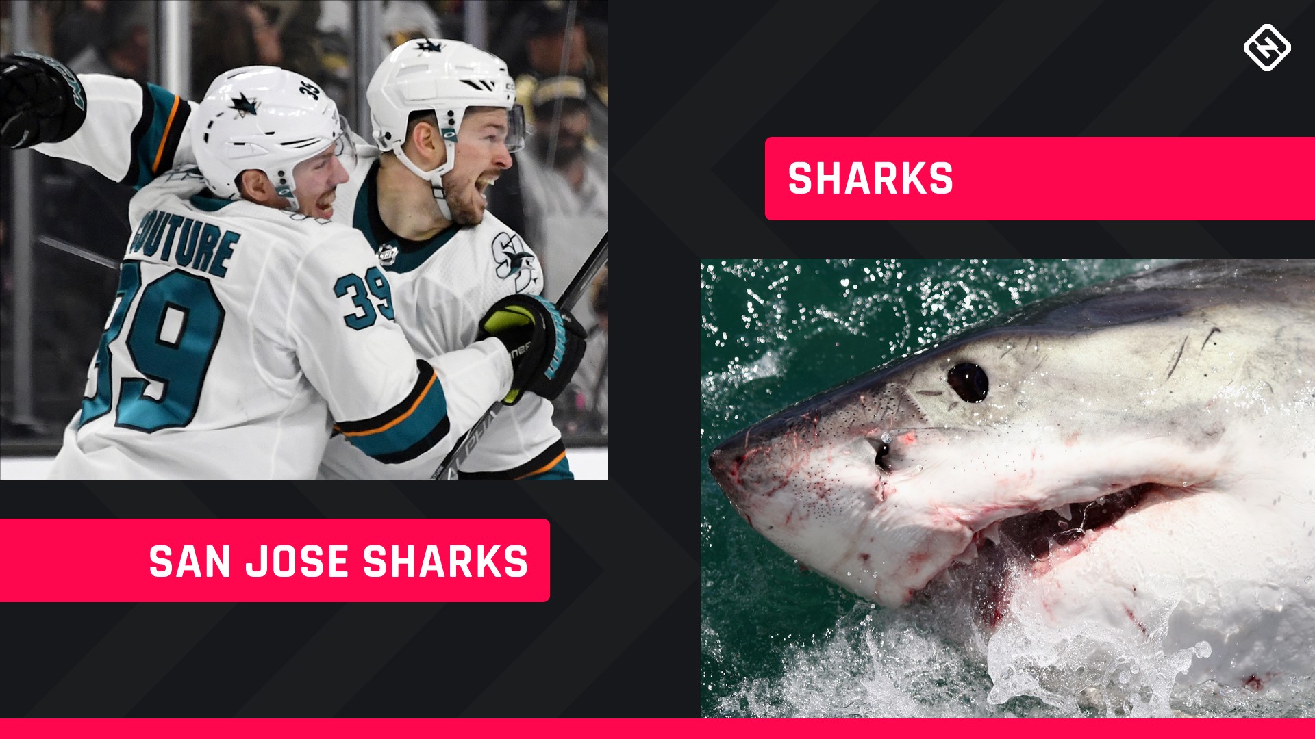 Shark Week 2019 Comparing the San Jose Sharks to... well... actual