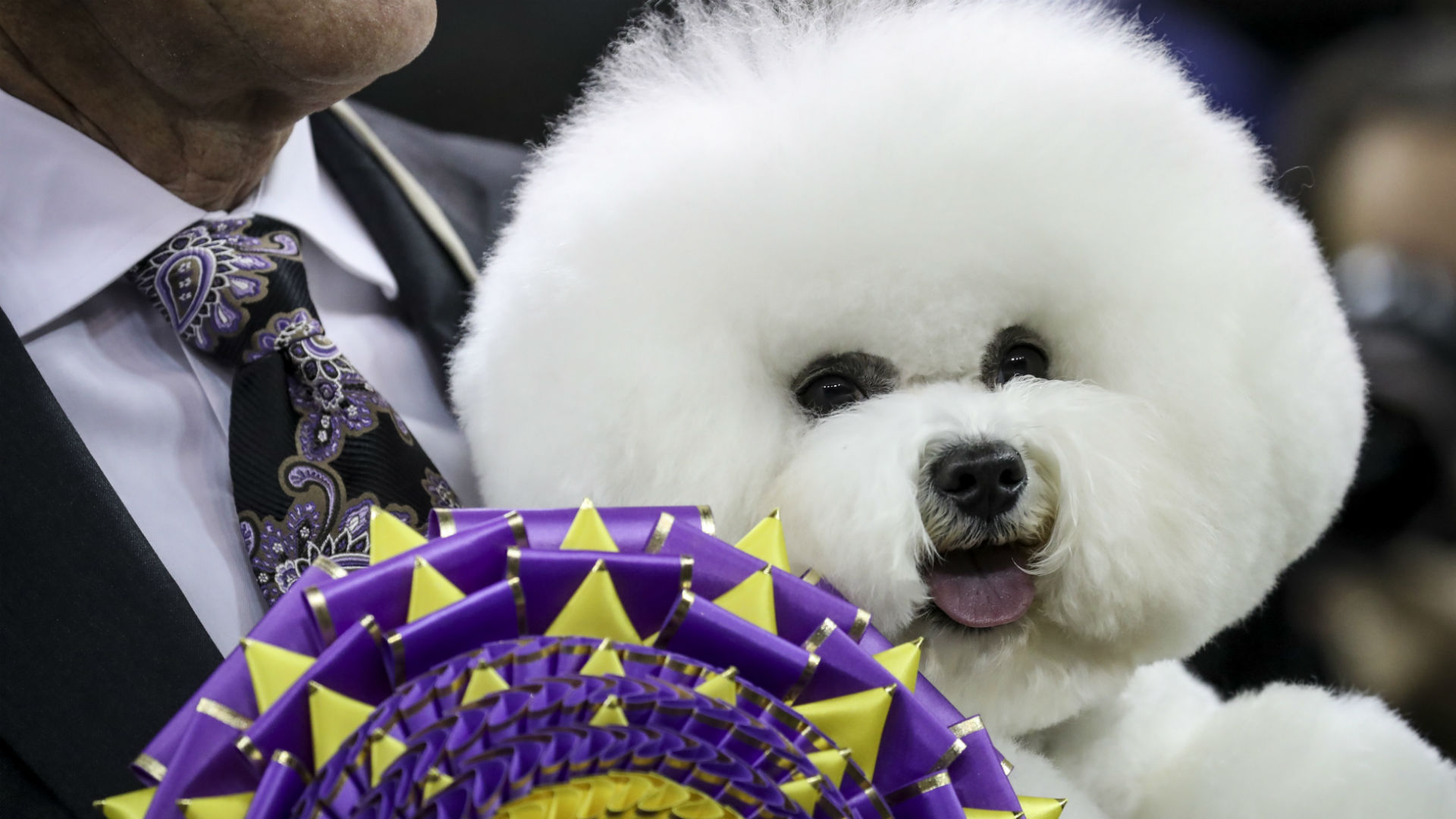 Stock Photo Westminster Dog Show 2018 New Breeds Westminster Dog