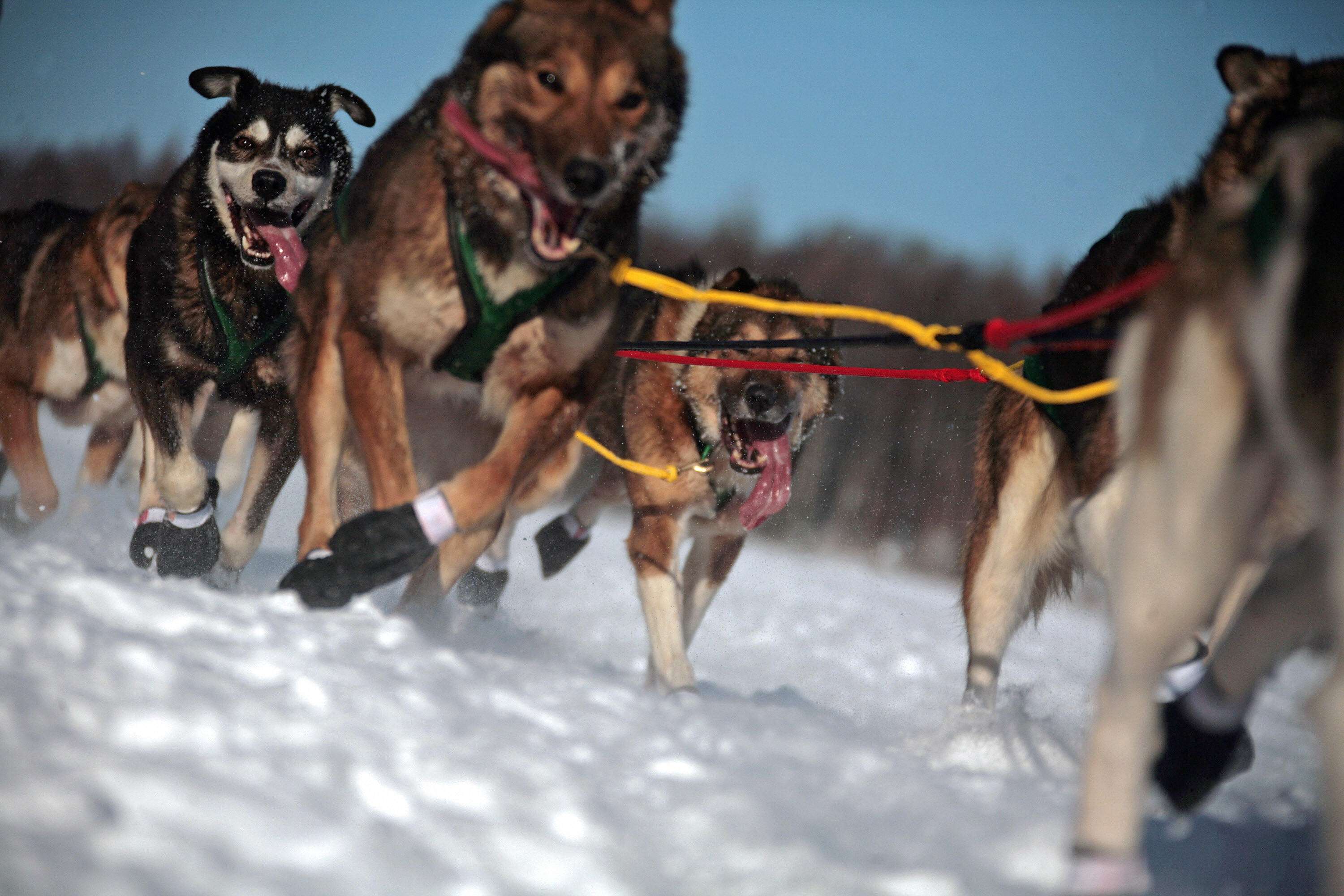 Clasificación de la Iditarod, mushers, mapa y más Todo lo que hay que saber sobre la carrera de