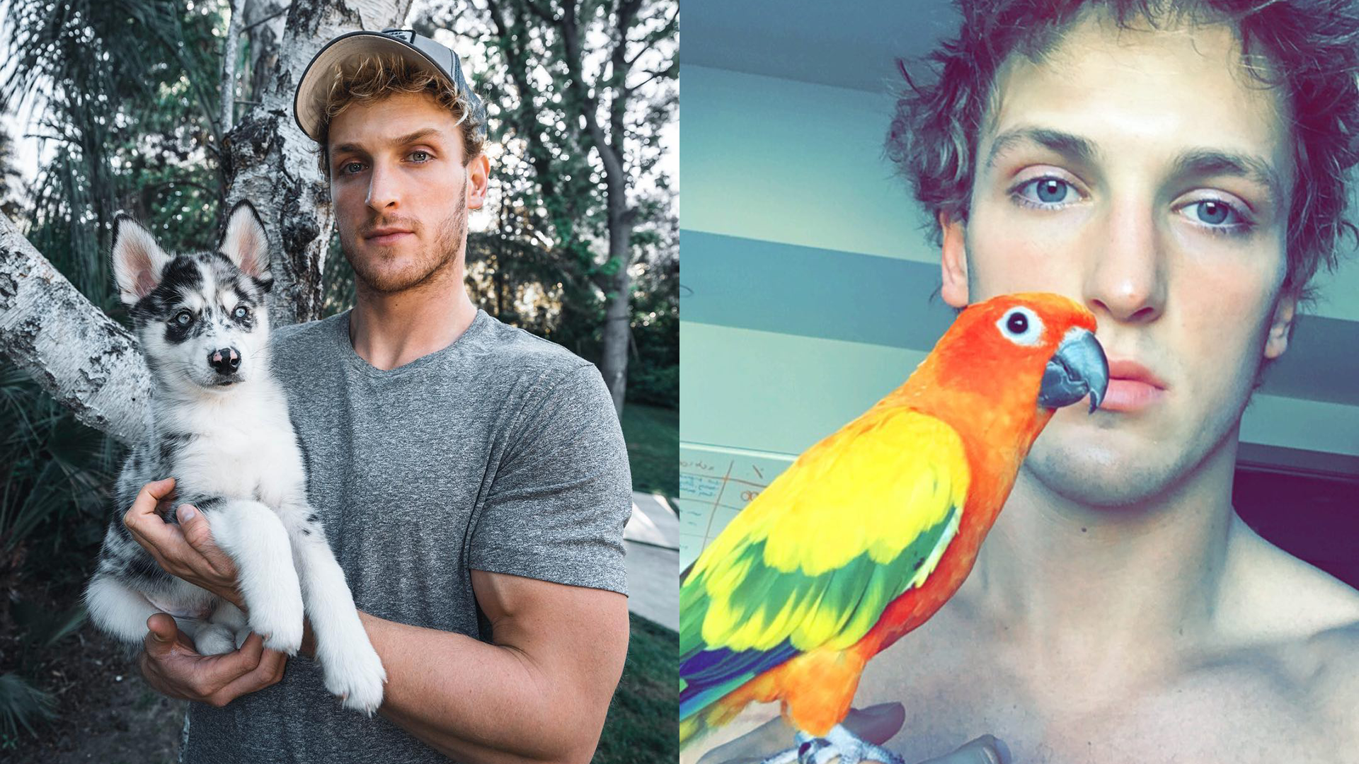 Logan Paul's bird, dog & other pets: Everything to know ...