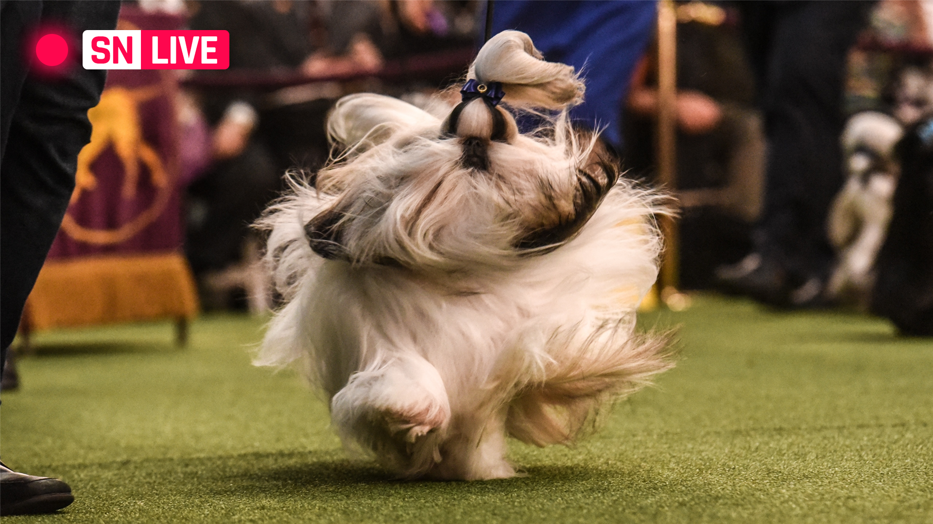 Westminster Dog Show 2025 Streaming