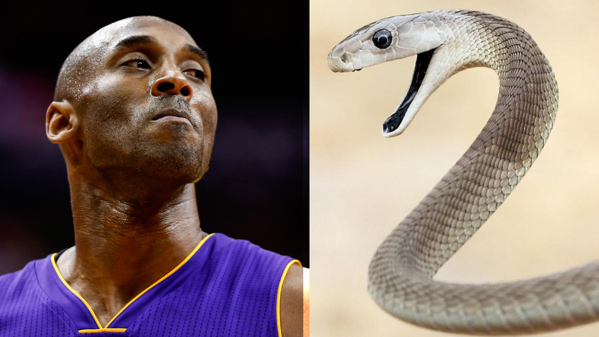 Atlanta Zoo Names Black Mamba After Kobe Bryant | Sporting News