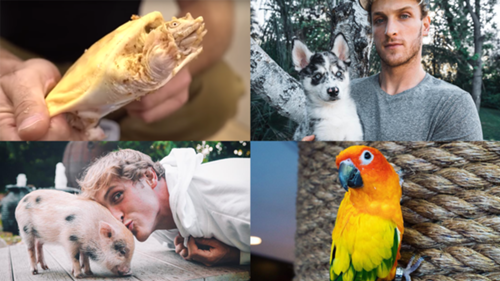 Logan Paul S Bird Dog Other Pets Everything To Know About The