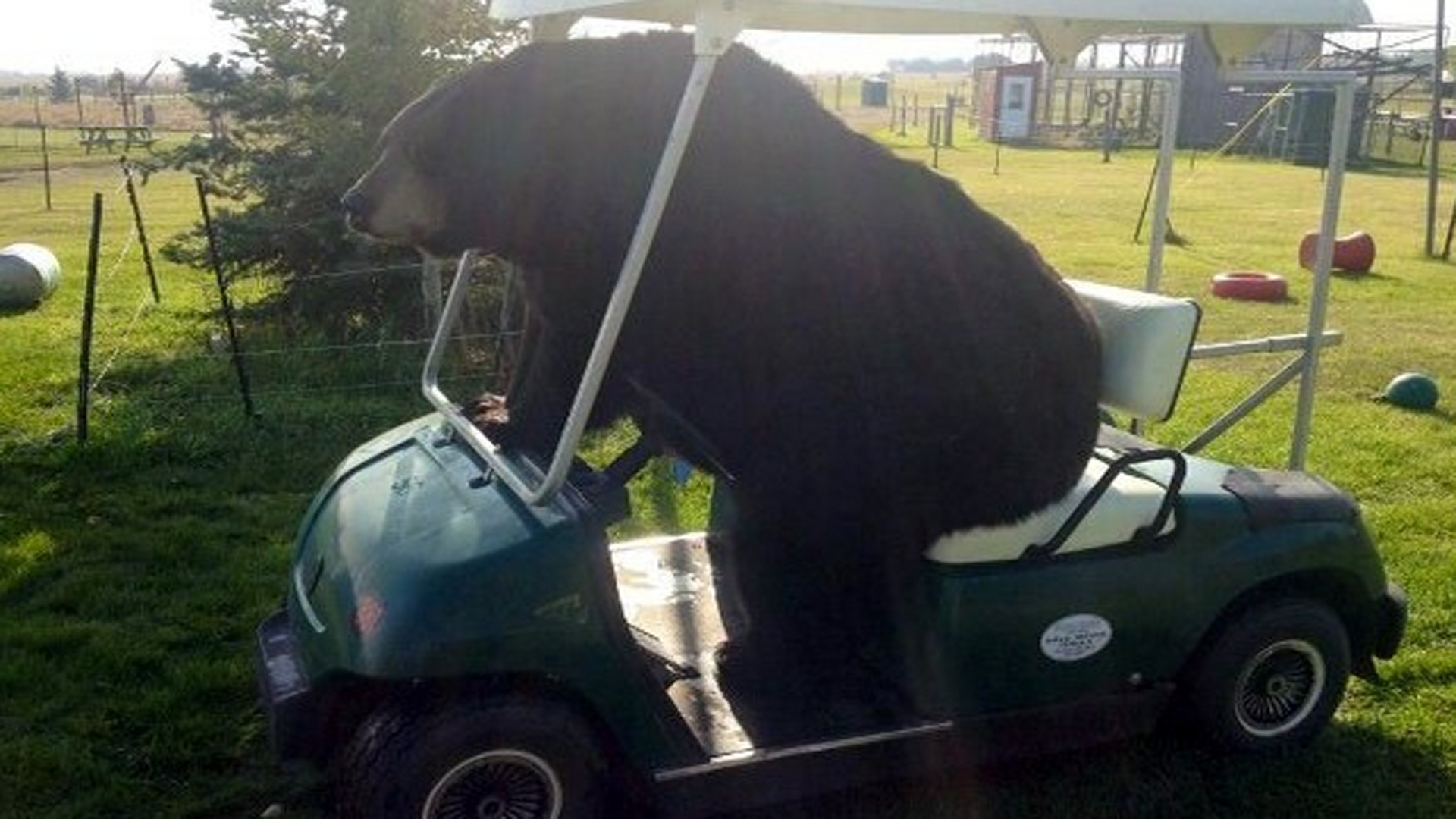 bear-golf-cart-11215-reddit-ftre_1havig3sncv5o1kzcxjqiocr0i.png?t=-538692646&quality=100&w=640&h=360