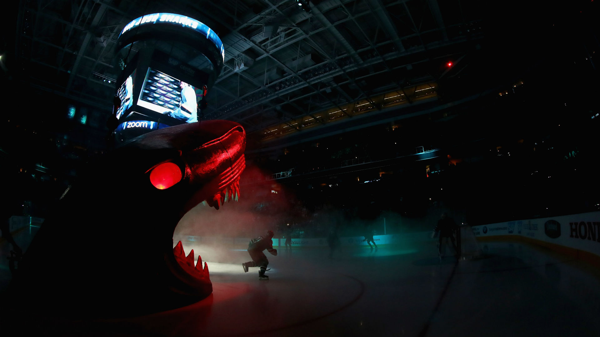 Poodle Gets San Jose Sharks Makeover Sporting News Poodle Gets San Jose Sharks Makeover Sporting News