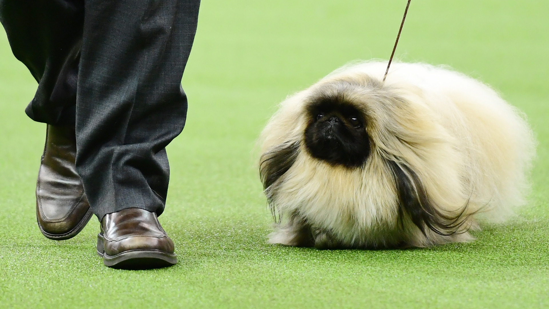 nbc-national-dog-show-vyshows